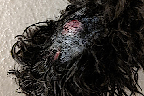 Paw with raised wound caused by a foxtail exiting through the top of the paw