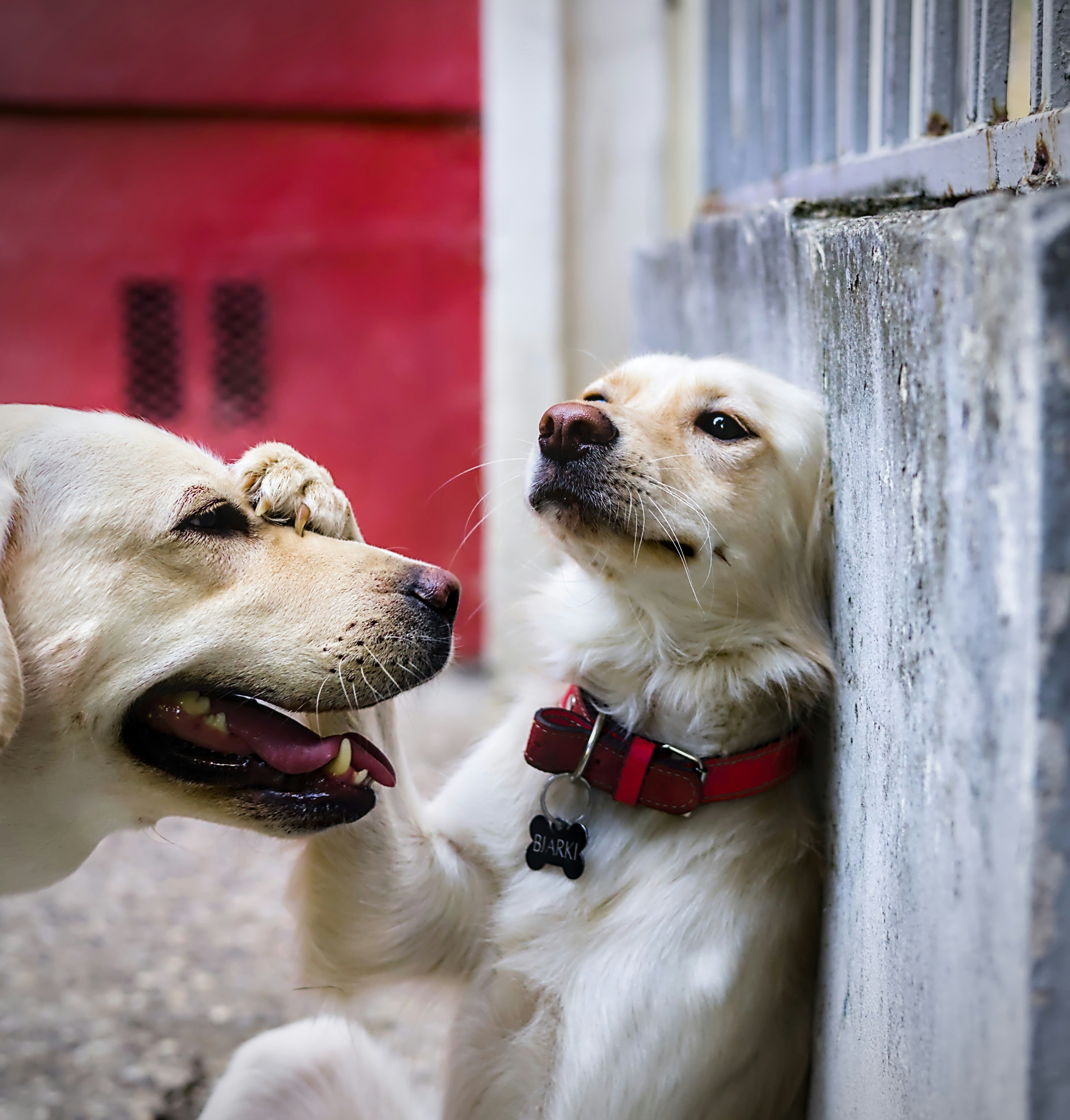 One dog getting too close to another, and the second dog pushing them away.